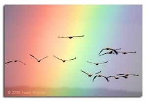 Photo of birds flying towards a big rainbow