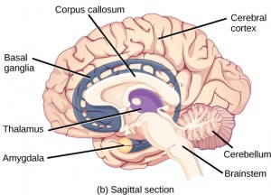 An image of the brain with a few sections labeled.